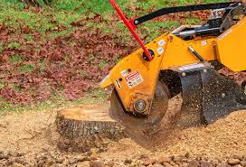 Tree and Shrub Care in Due West, SC