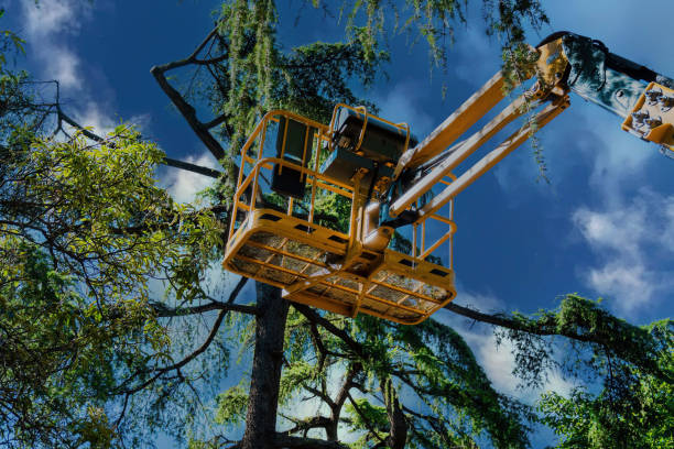 Best Arborist Consultation Services  in Due West, SC