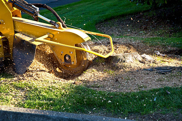 Best Tree Trimming and Pruning  in Due West, SC