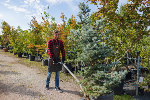 Best Tree Disease Treatment  in Due West, SC